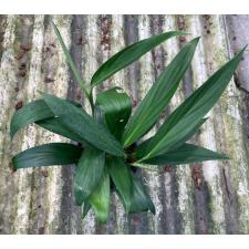 Epipremnum amplissimum 334