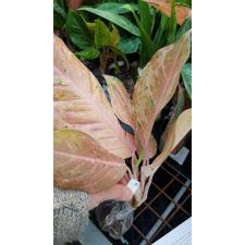 Aglaonema Orange Goldstar.72