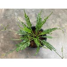 Asplenium cv. Kenzoi Asplenium sp.(T01) (vivipara)