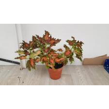Coleus 1