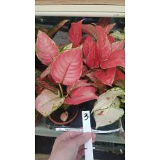 Aglaonema Pink sp 12 cm pot