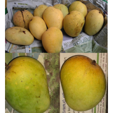 Mangifera indica 'Yay Glum'. 199