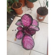calathea roseopicta rosy (фуксия)  10 см горшок
