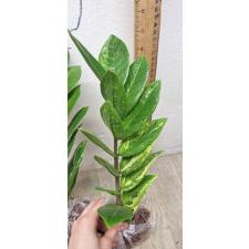Zamioculcas zamiifolia variegated (short leaf)