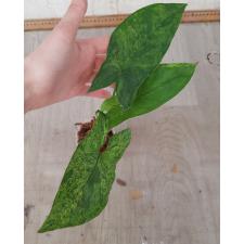 syngonium mottled mojito