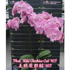 Фаленопсис Мики Чеширский Кот '165' / Phal. Miki Cheshire Cat '165'