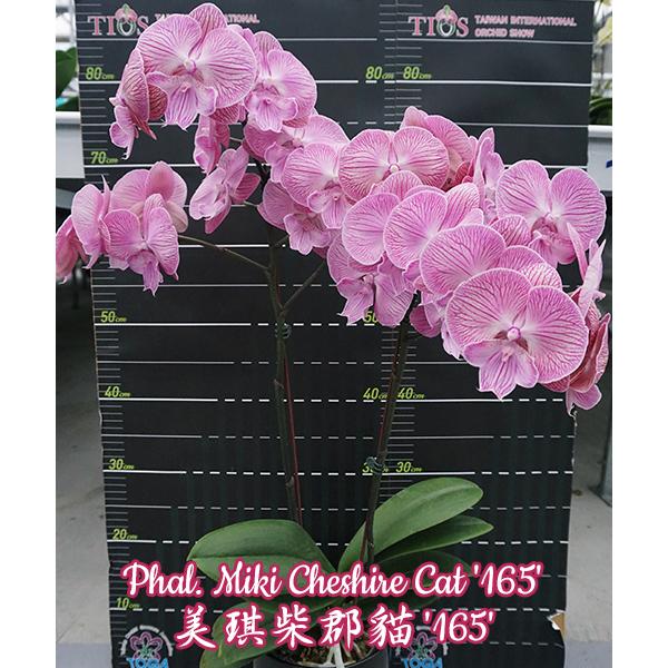 Фаленопсис Мики Чеширский Кот '165' / Phal. Miki Cheshire Cat '165'