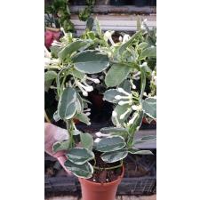 Stephanotis floribunda 'Alpine'