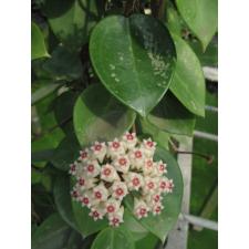 Hoya sp (parasitica?) листья серцевидные толстые 2+