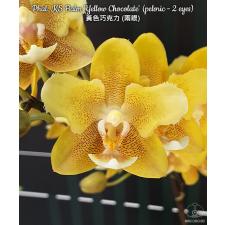 Phal. KS Balm 'Yellow Chocolate' (peloric - 2 eyes) B25 June