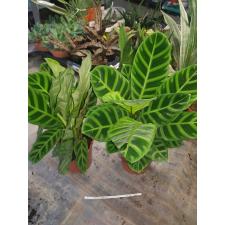 Calathea Zebrina pot 14 cm