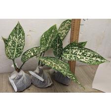 Аглаонема Всемирное Наследие / Aglaonema world heritage A-111