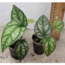 Перец Крокеум / Piper croceum