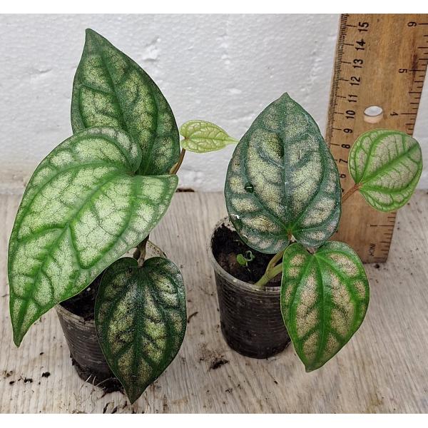 Перец Крокеум / Piper croceum