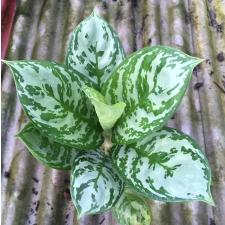 Aglaonema Thong Nithi 136