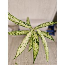 Dieffenbachia sp star bright 850р