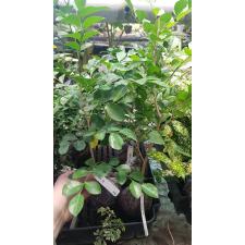 Murraya paniculata 'Snowball' (oval leaf) 490