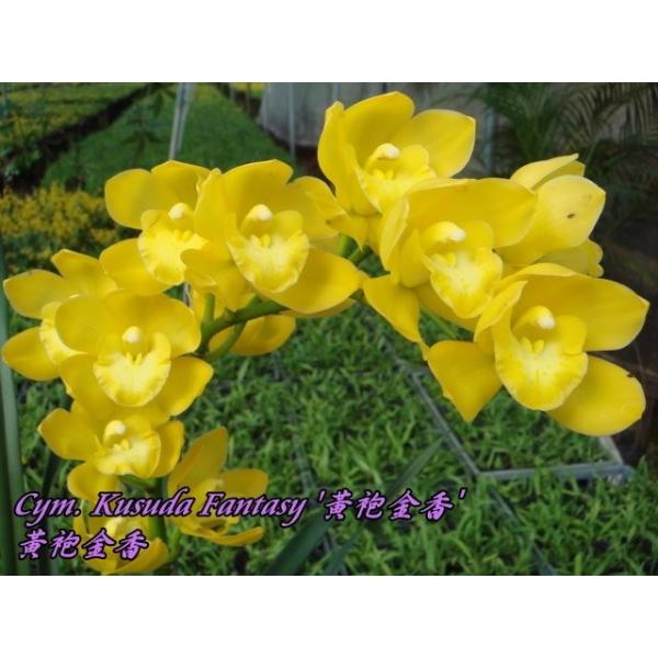 Цимбидиум Кусуда Фэнтези / Cym. Kusuda Fantasy