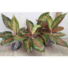 Аглаонема Тайра. / Aglaonema Taira A-117