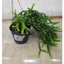 huperzia sp 3 pot