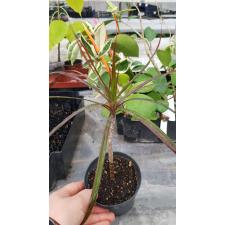 Dracaena marginata