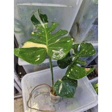 Monstera deliciosa ‘Thai Constellation’ variegated  S 3 листа pot Д 2500р д