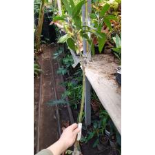 Mangifera indica 'Pikul Thong' 275