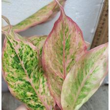 Аглаонема розовая пальма / Aglaonema Pink palm A-132