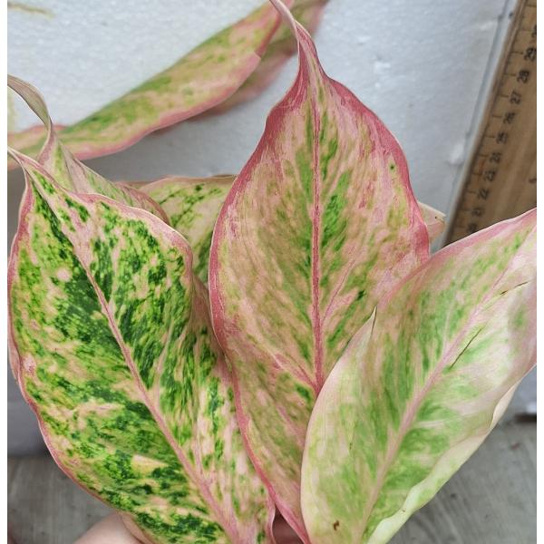 Аглаонема розовая пальма / Aglaonema Pink palm A-132