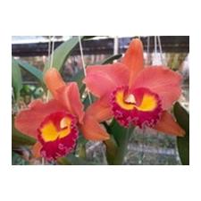 Рлк. Джайрак Саммер = Йен 24 Карат х Норман х Варсион / Rlc. Jairak Summer = Yen 24 Karat x Norman x Warsion