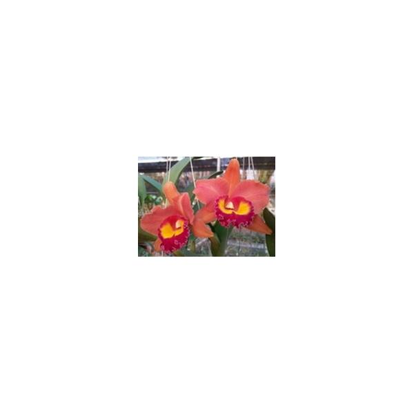 Рлк. Джайрак Саммер = Йен 24 Карат х Норман х Варсион / Rlc. Jairak Summer = Yen 24 Karat x Norman x Warsion