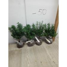 Murraya paniculata 'Min-a-Min' Dwarf (Japan) 175