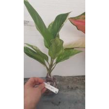 Aglaonema Siam Jade.116