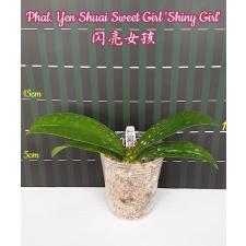 Phal. Yen Shuai Sweet Girl 'Shiny Girl' B09 July