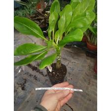Brighamia Insignis 'hawaii Palm' pot 12 cm