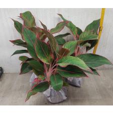 Aglaonema Aurora - Red A-7