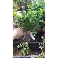 Murraya paniculata 'Min-a-Min' Dwarf mutation (C)489