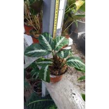 Calathea undulata pot