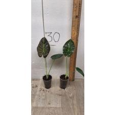 Alocasia Regal Shields S