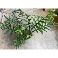 Drynaria sp.(T13) Philippines (dark green leaf) 214 по 3500р