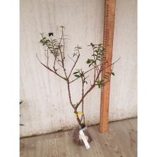 Psidium Super Dwarf (not wavy leaf) 280