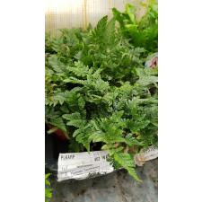 Humata Tyermannii