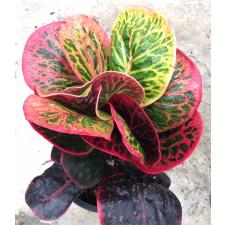 Codiaeum Boosarin.245-246 dekabr
