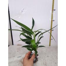 Epipremnum amplissimum 334