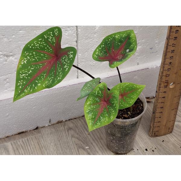 Каладиум Ред Стар / Caladium Red Star