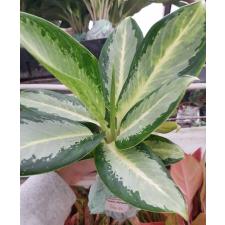 Aglaonema NEW14 Long leaves Banana