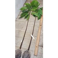 Какао, только сеянец / Cacao theobroma (only seedling) 21