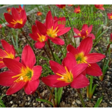 Zephyranthes Scarlet O'Hara