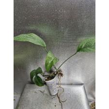 Epipremnum pinnatum Cebu s pot 