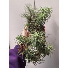 Tillandsia Vanhyningii & Tillandsia Funckiana